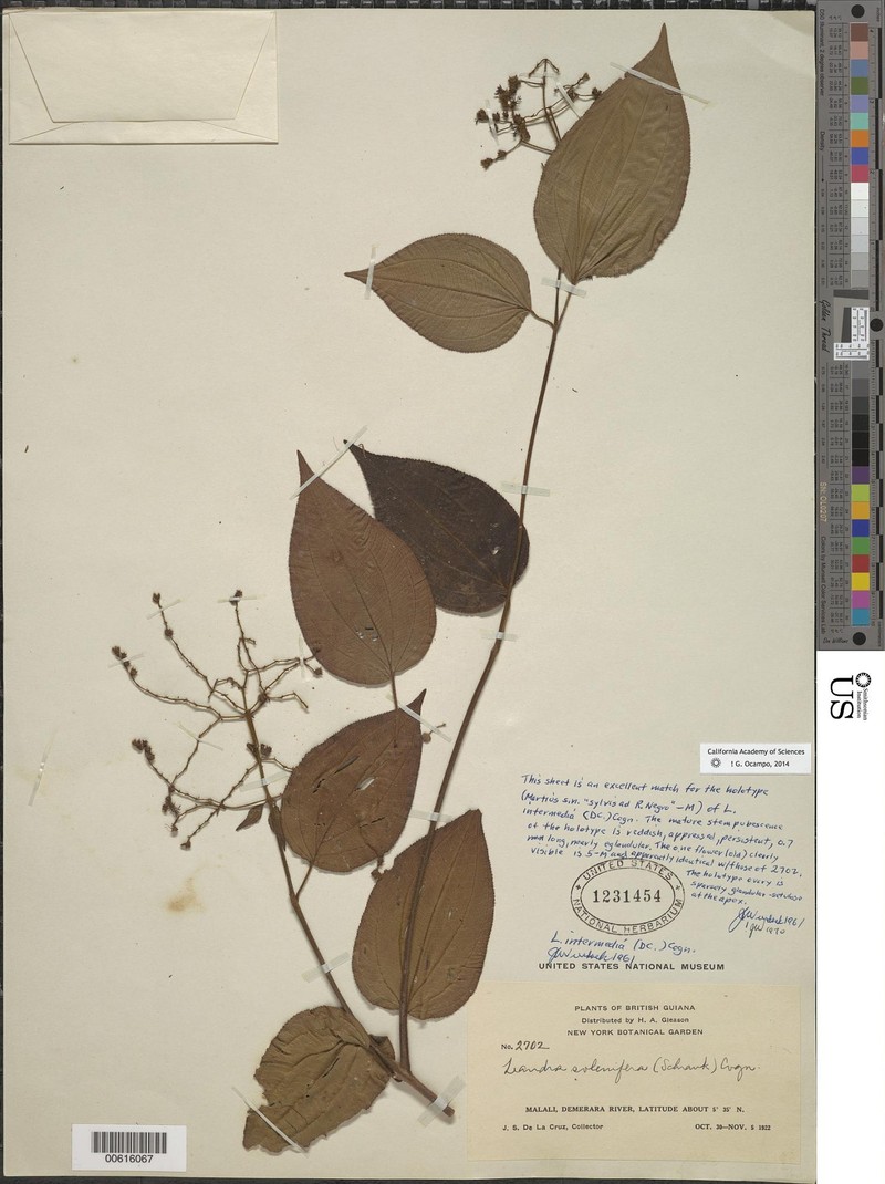 Miconia intermedia
