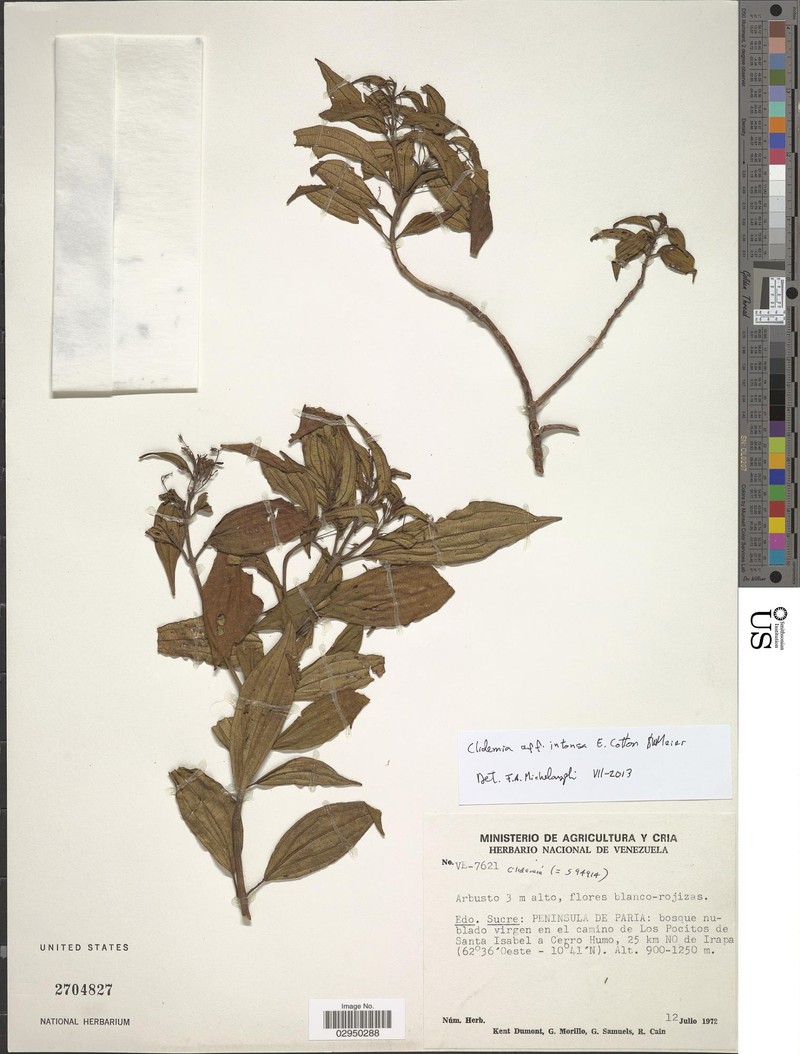 Miconia intonsa
