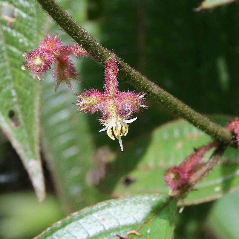 Miconia ionopogon