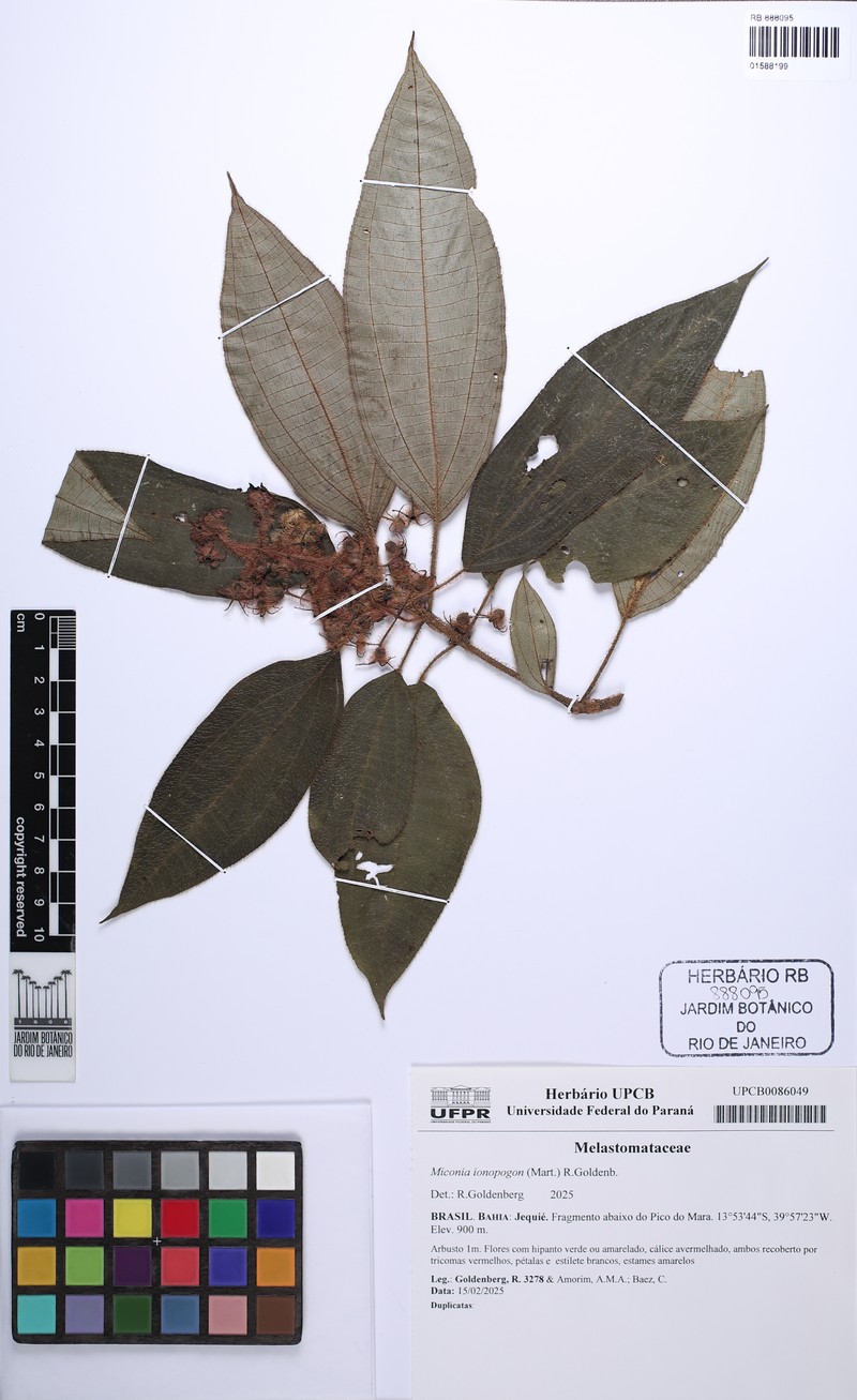 Miconia ionopogon photo 2