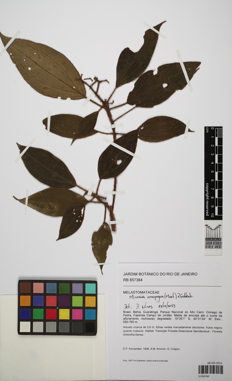 Miconia ionopogon photo 3