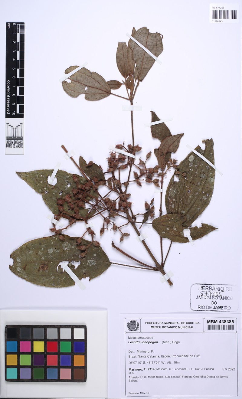 Miconia ionopogon photo 4