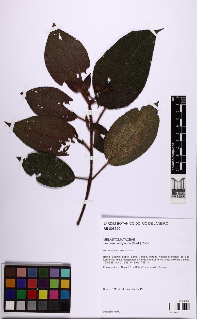 Miconia ionopogon photo 5