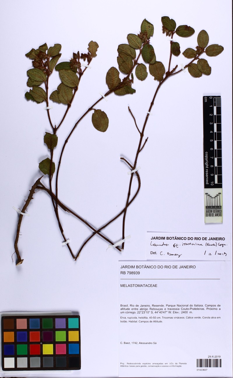 Miconia itatiaiae