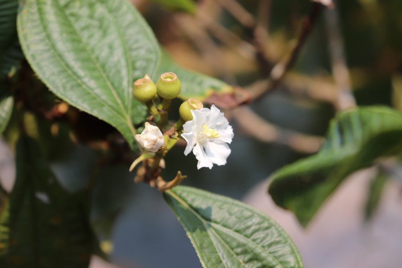 Miconia jaliscana photo 2