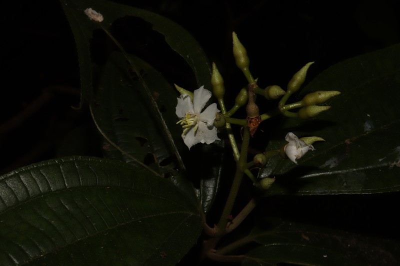 Miconia jaliscana photo 3