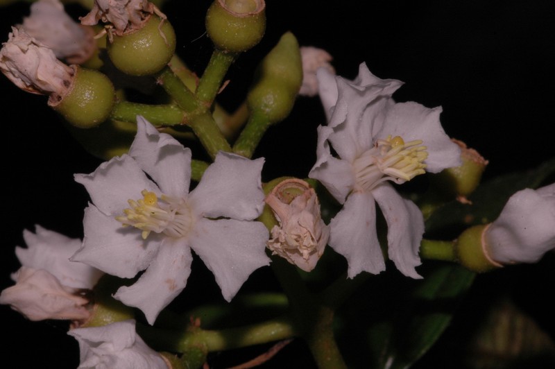 Miconia jaliscana photo 7
