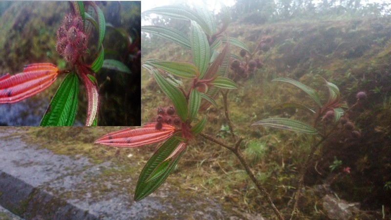 Miconia josecuatrecasasii
