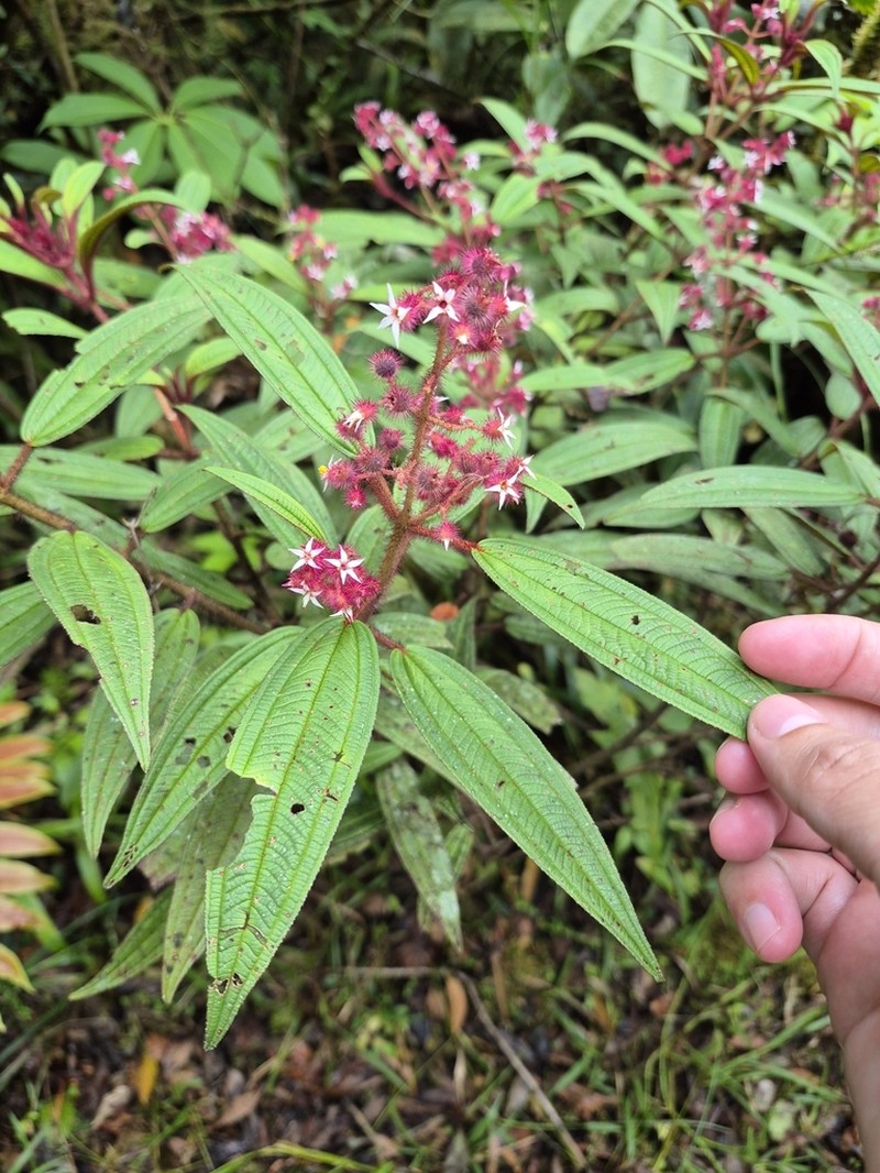Miconia josecuatrecasasii photo 2