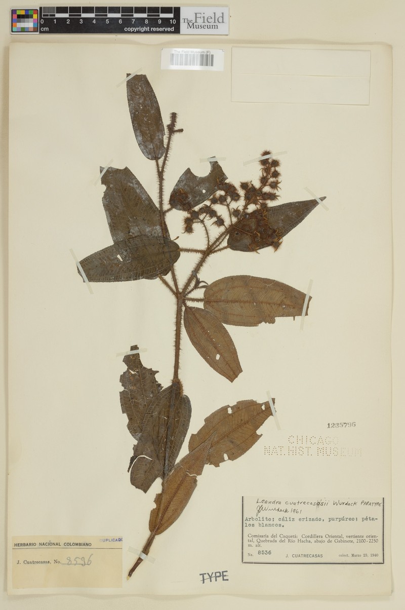 Miconia josecuatrecasasii photo 5