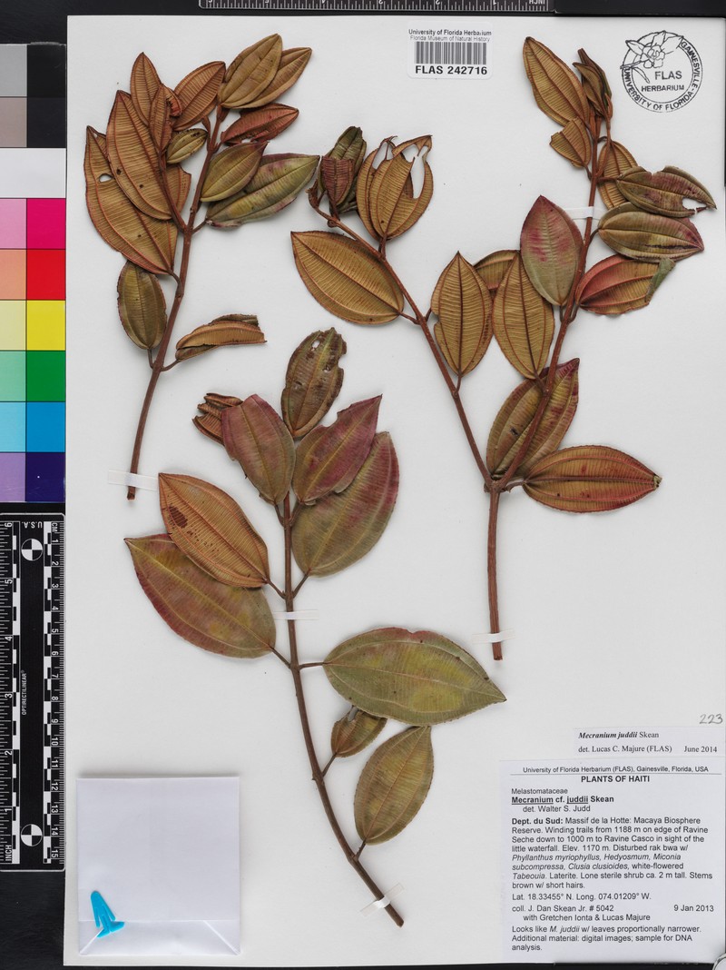 Miconia juddii