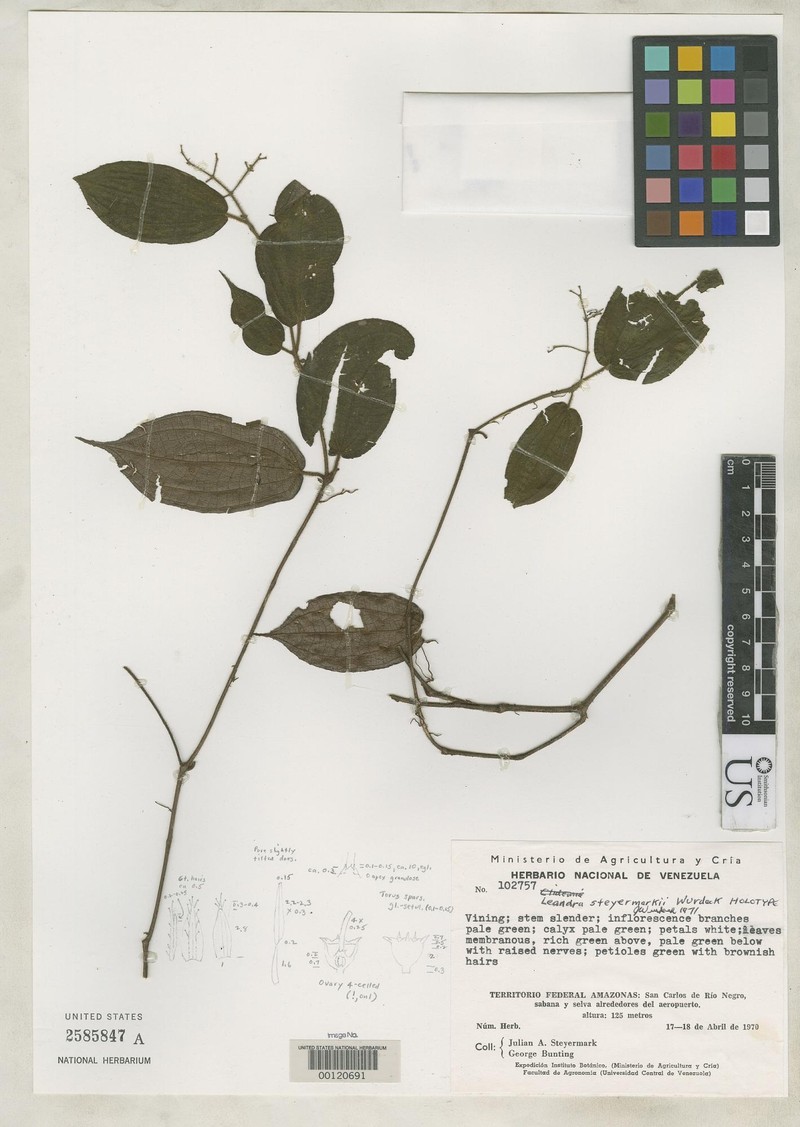 Miconia juliansteyermarkii