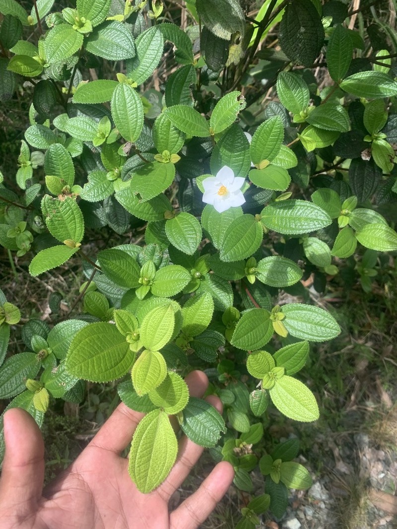 Mt. Cerrote Angleflower