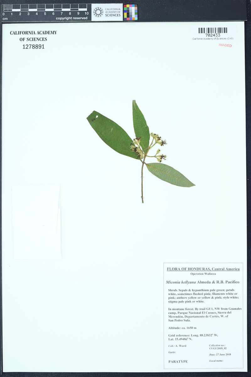 Miconia kellyana