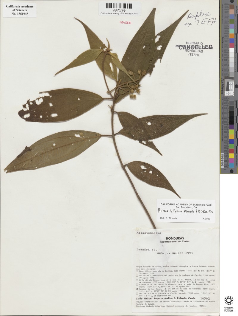 Miconia kellyana photo 2