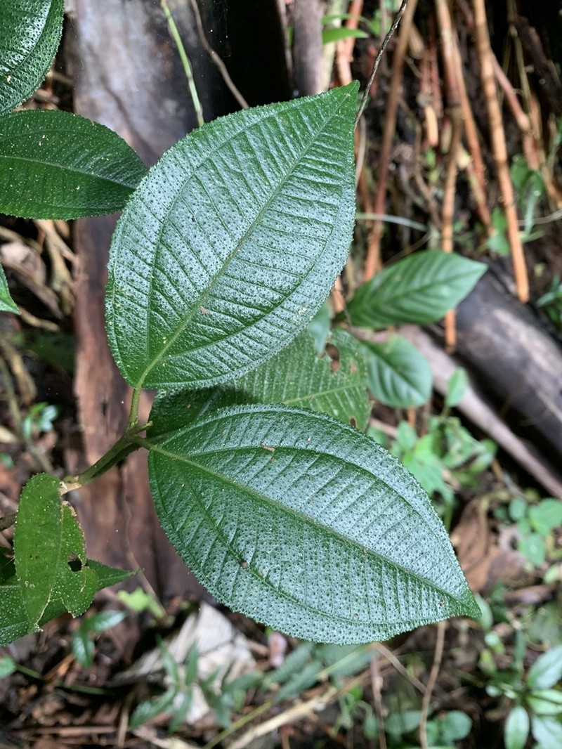 Krug's Roughleaf