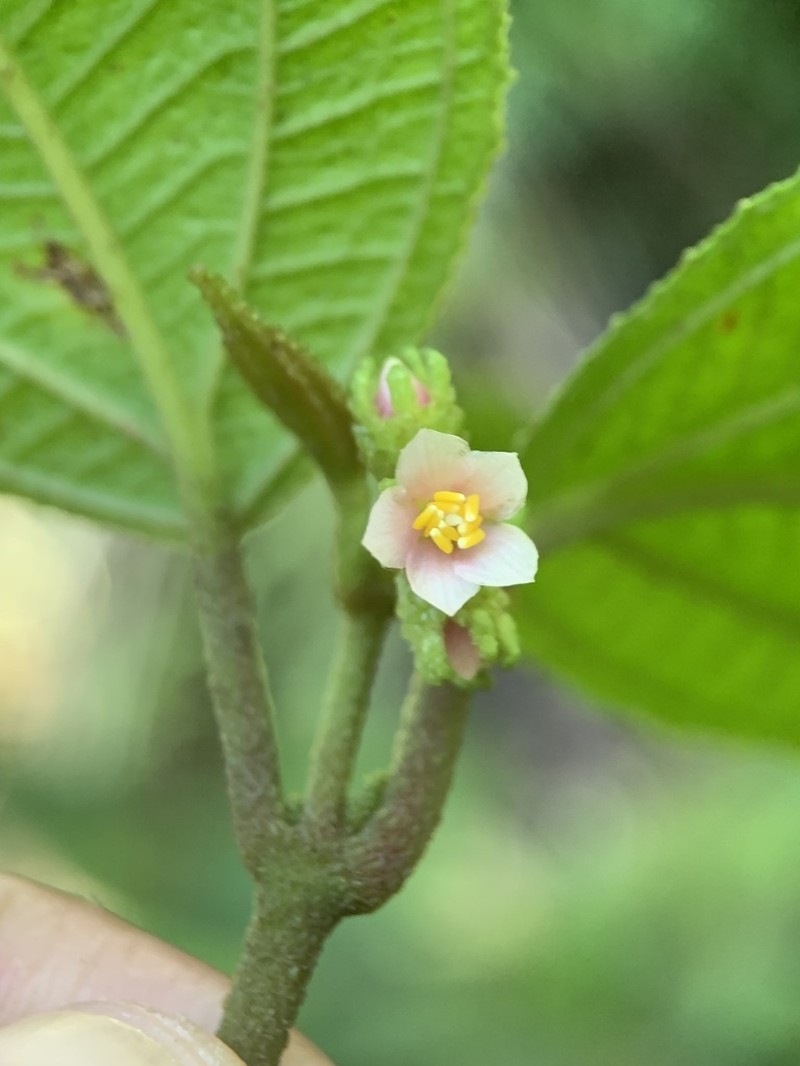 Krug's Roughleaf photo 2