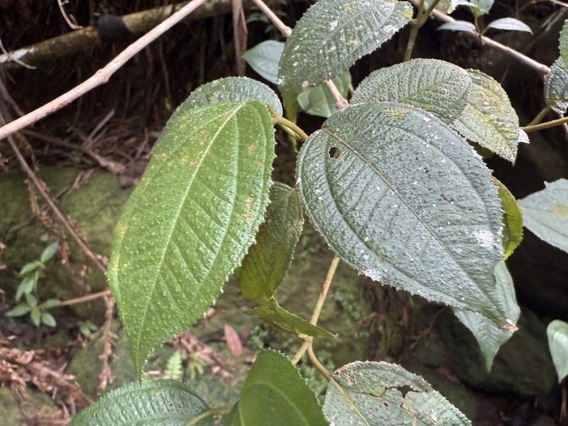 Krug's Roughleaf photo 4