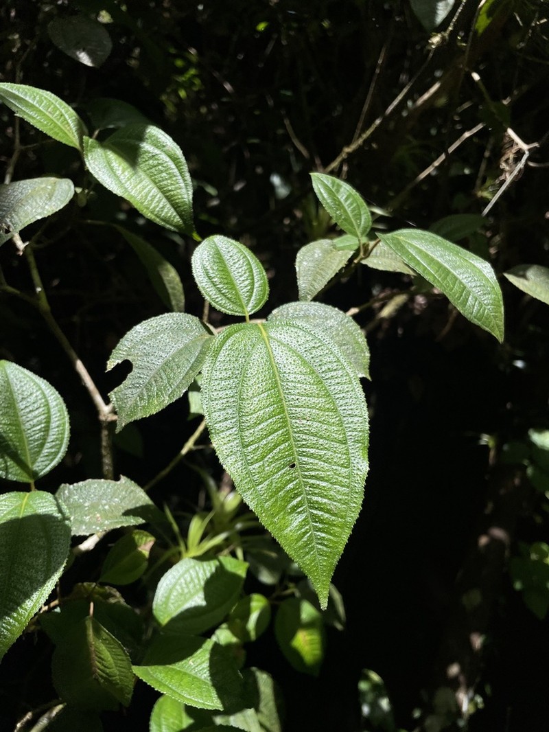 Krug's Roughleaf photo 5