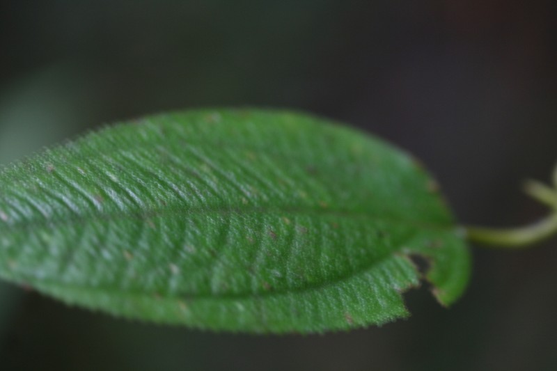 Krug's Roughleaf photo 6