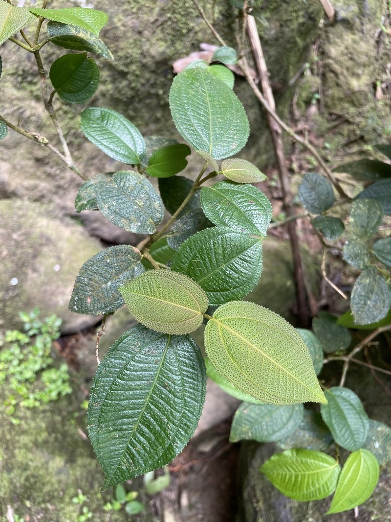 Krug's Roughleaf photo 7