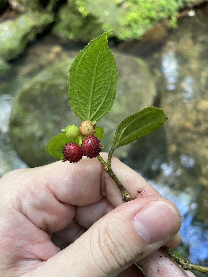 Krug's Roughleaf photo 8