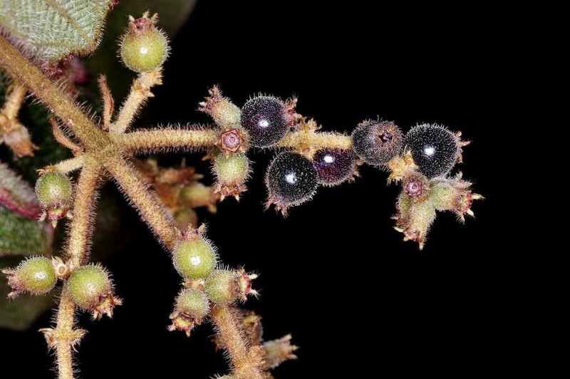 Miconia lacunosa