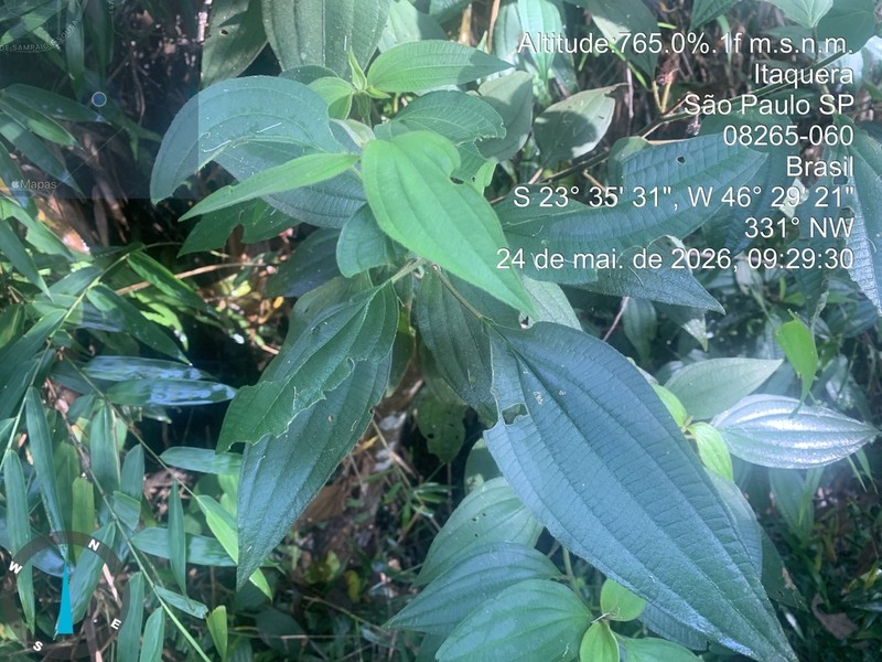 Miconia lacunosa photo 2