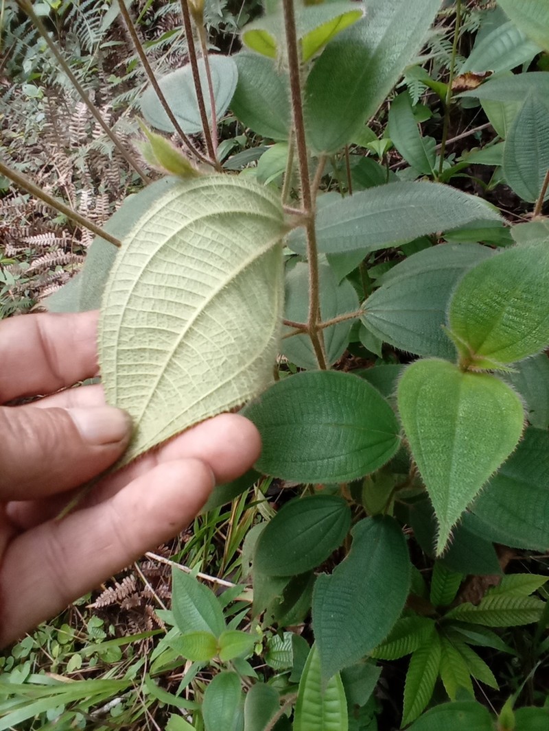 Miconia lacunosa photo 3