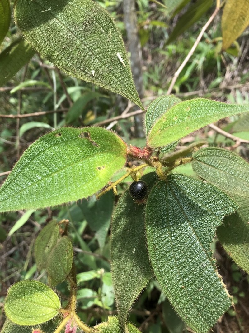 Miconia lacunosa photo 4
