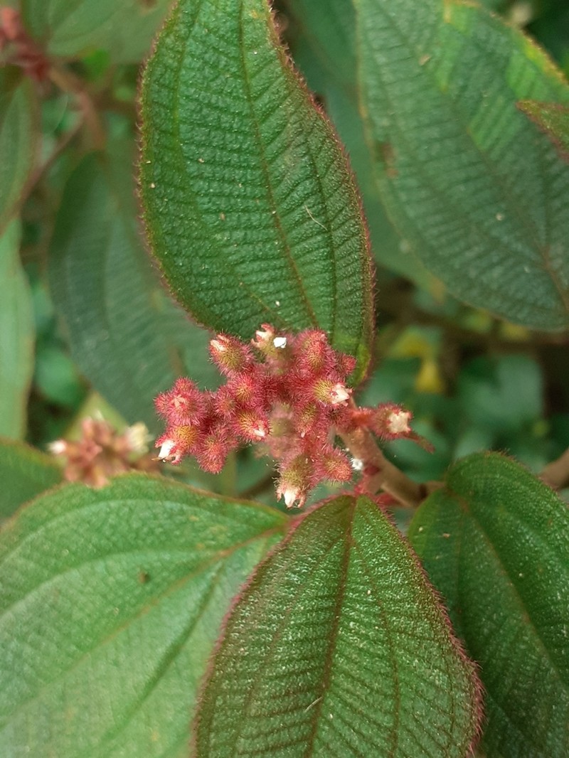 Miconia lacunosa photo 5