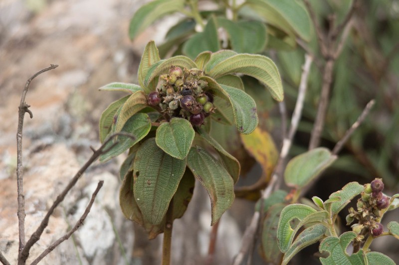 Miconia lacunosa photo 6
