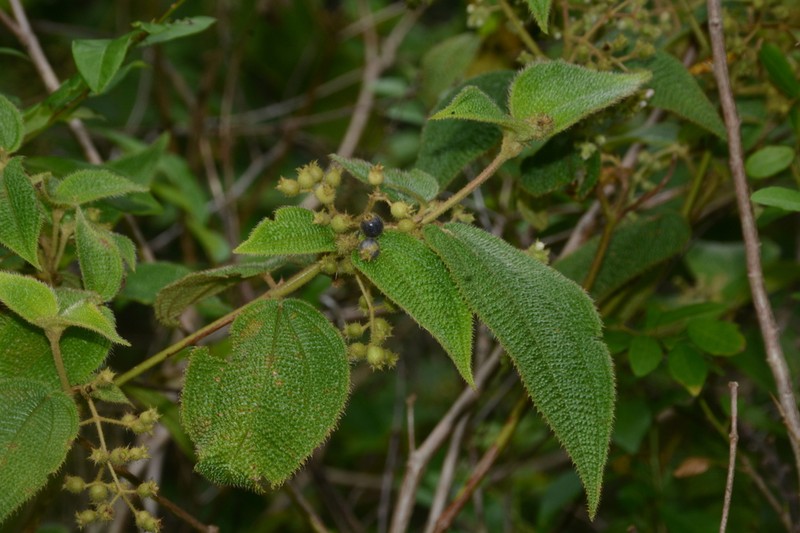 Miconia lacunosa photo 7