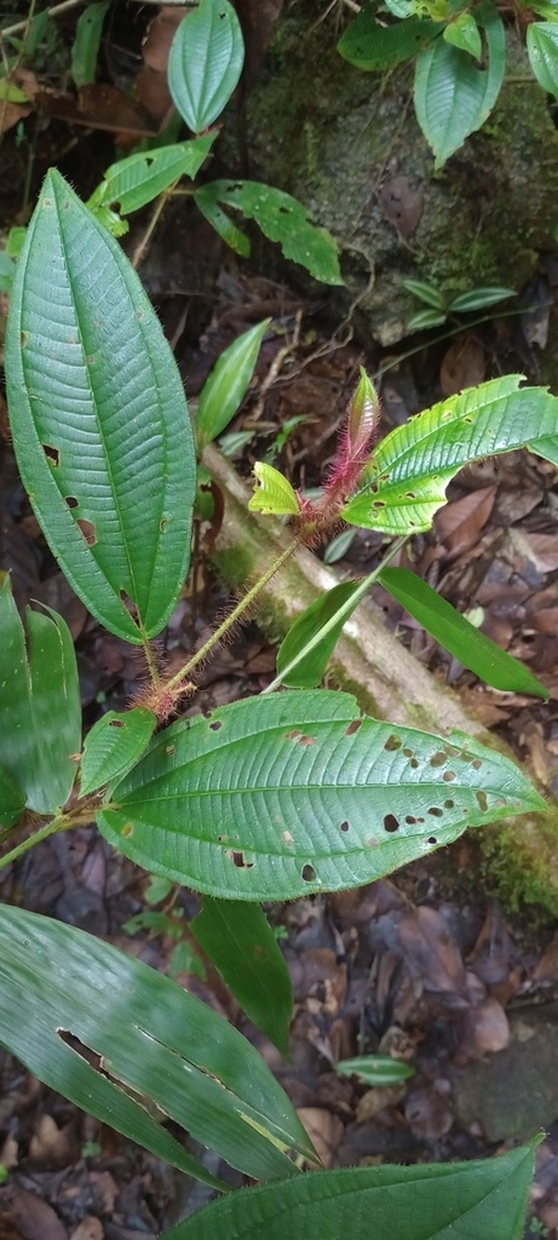 Miconia laevifolia