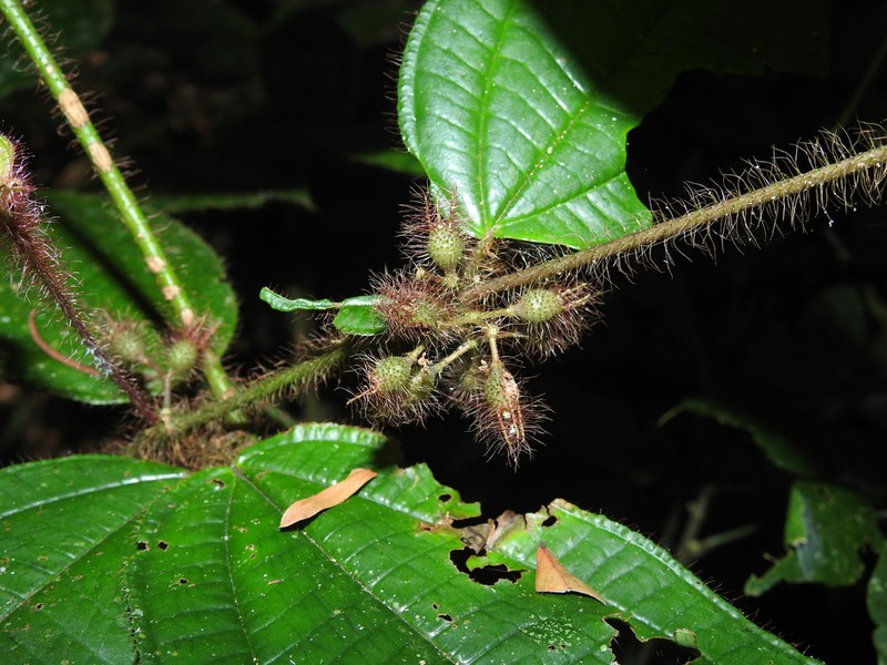 Miconia laevifolia photo 2