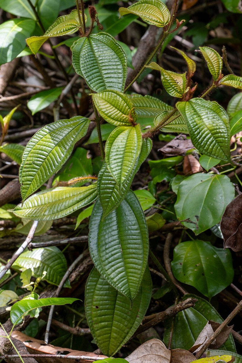 Miconia laevifolia photo 3