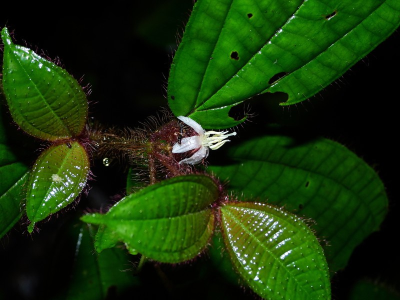 Miconia laevifolia photo 4