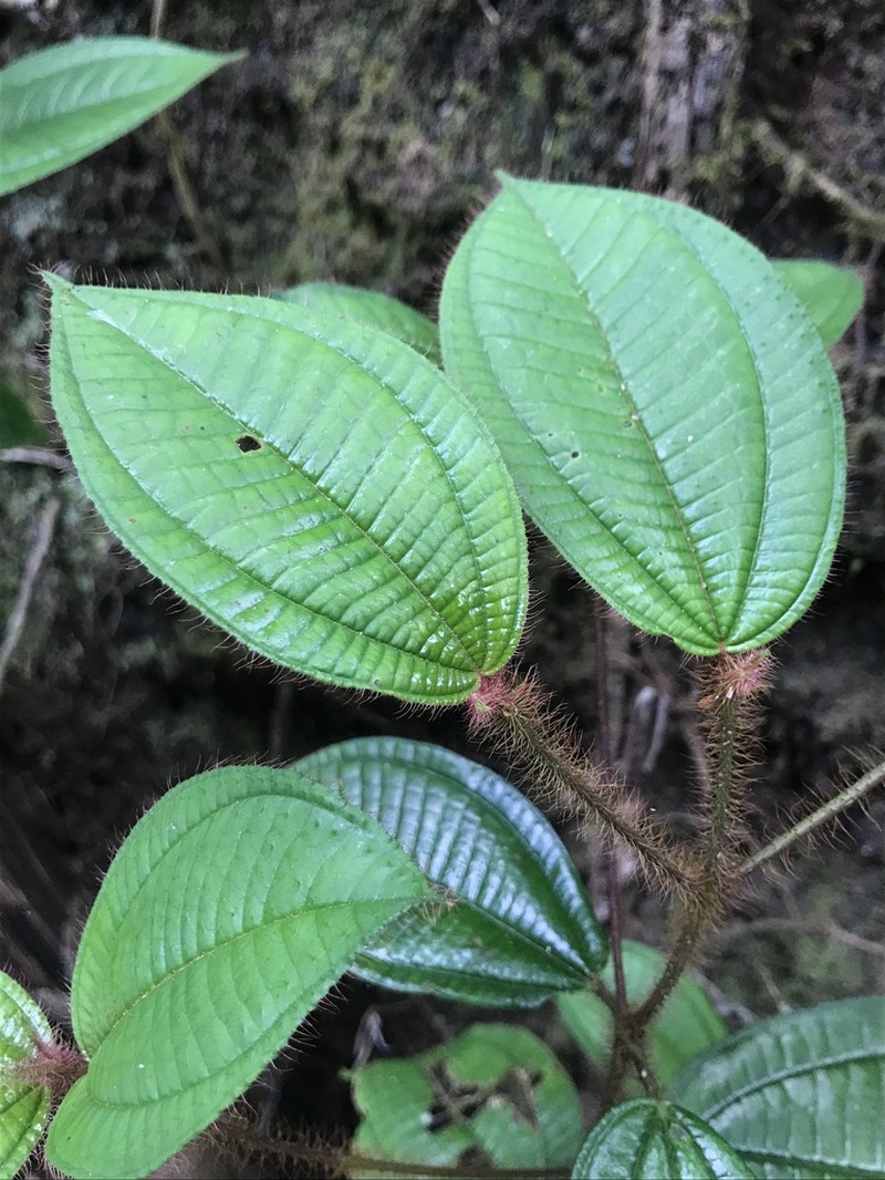 Miconia laevifolia photo 5
