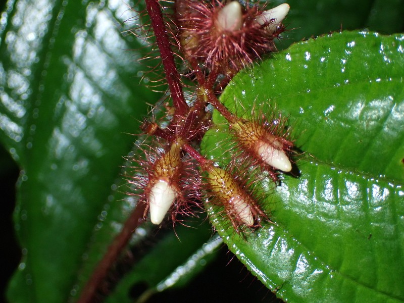 Miconia laevifolia photo 6