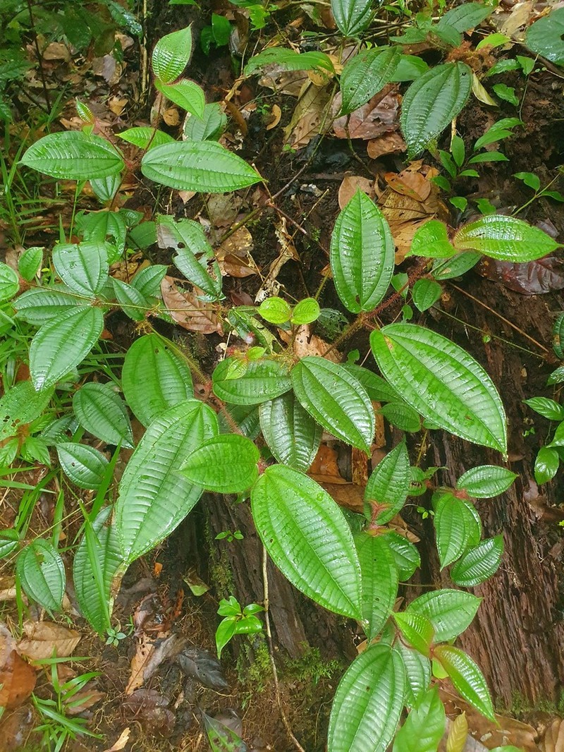 Miconia laevifolia photo 7