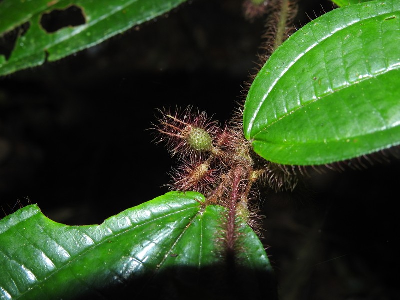 Miconia laevifolia photo 8