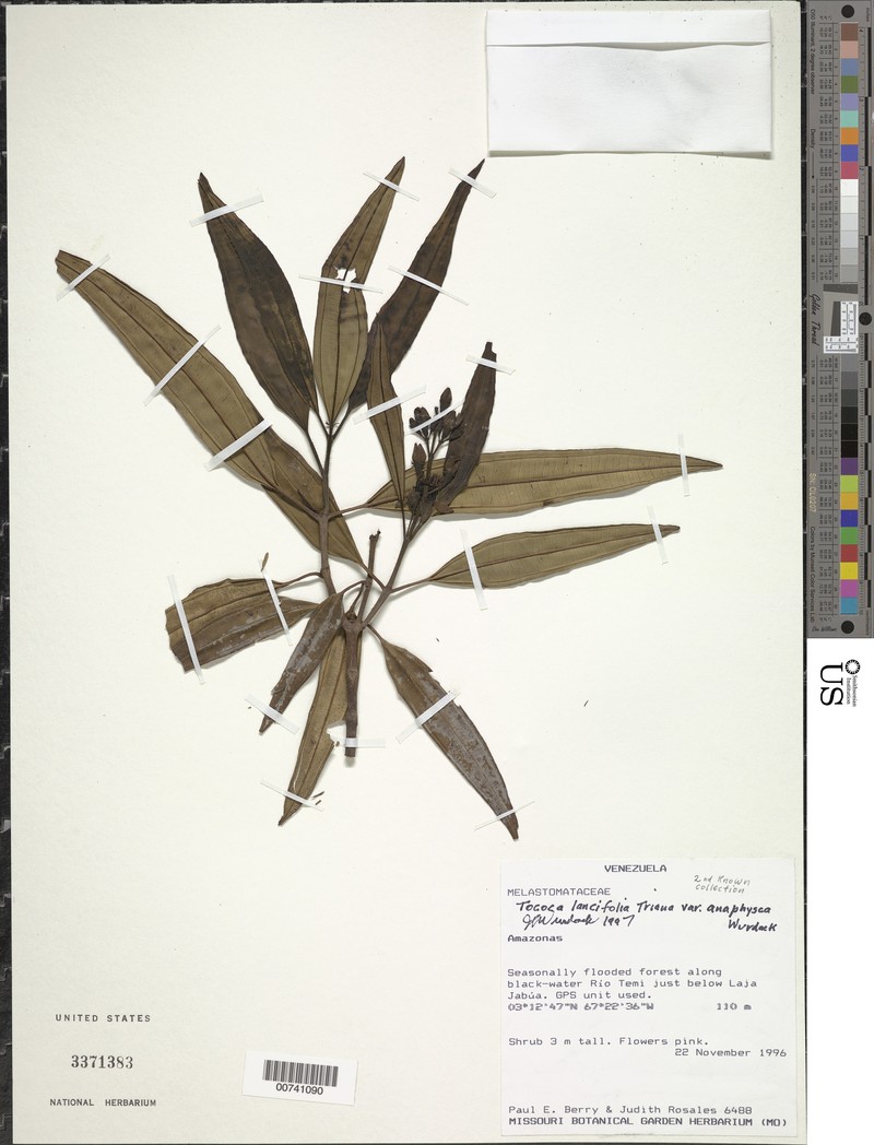 Miconia lancifolia
