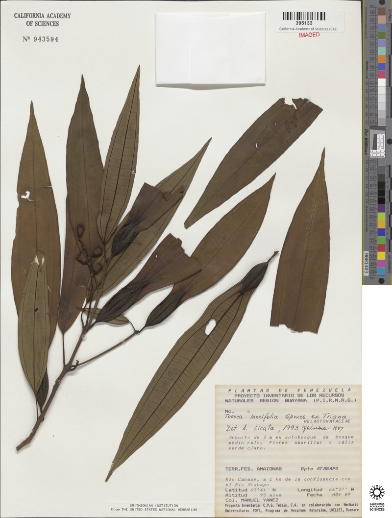 Miconia lancifolia photo 2