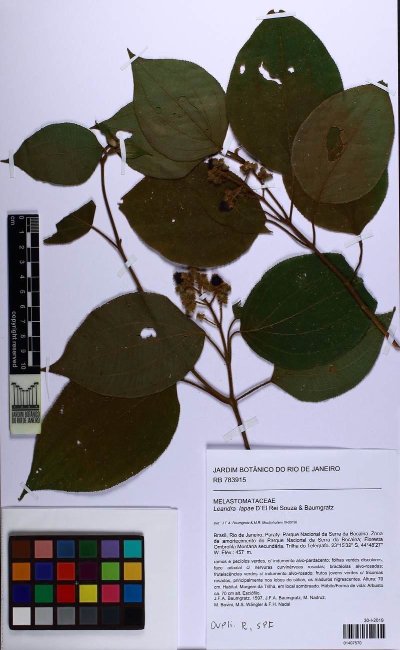 Miconia lapae