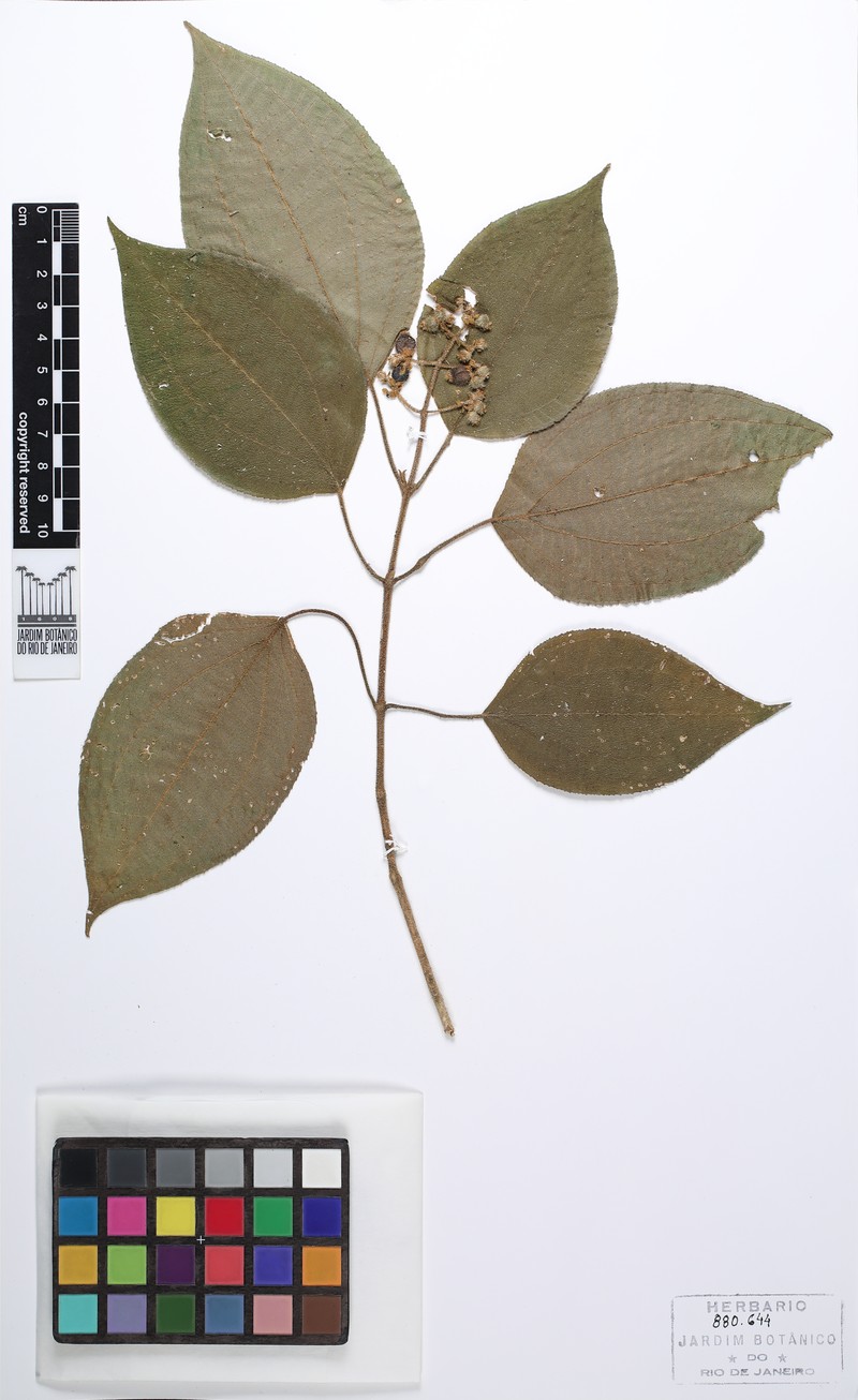 Miconia lapae photo 2