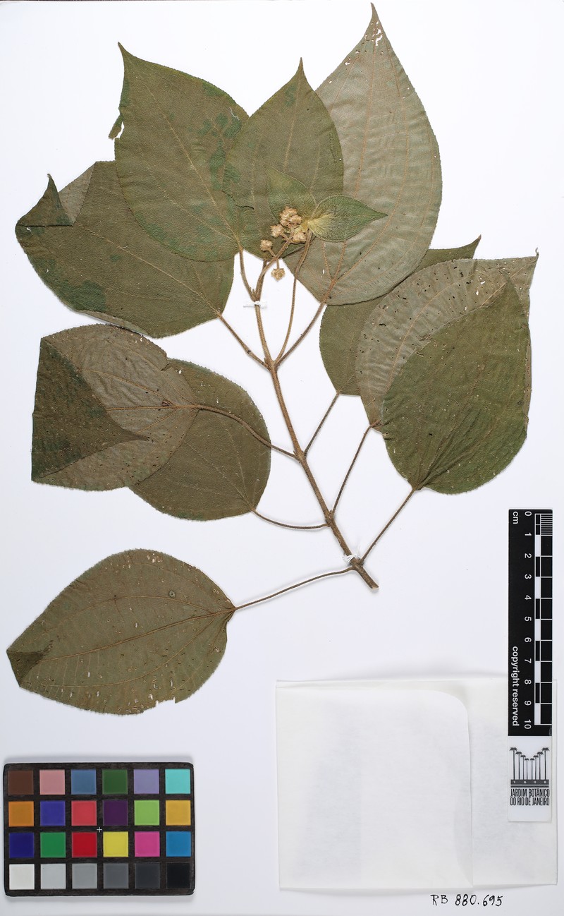 Miconia lapae photo 3