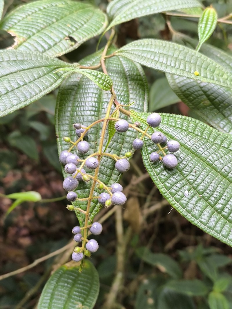 Miconia lasiopetala