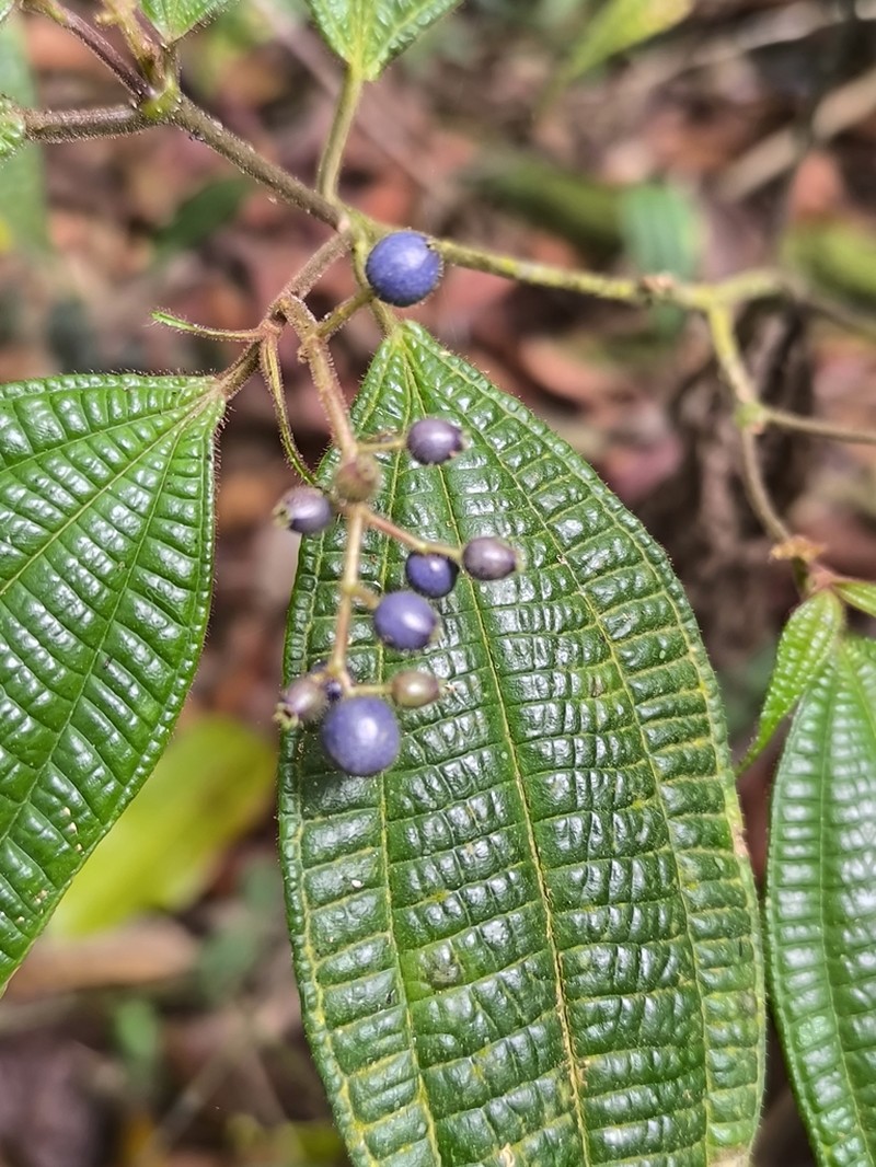 Miconia lasiopetala photo 2