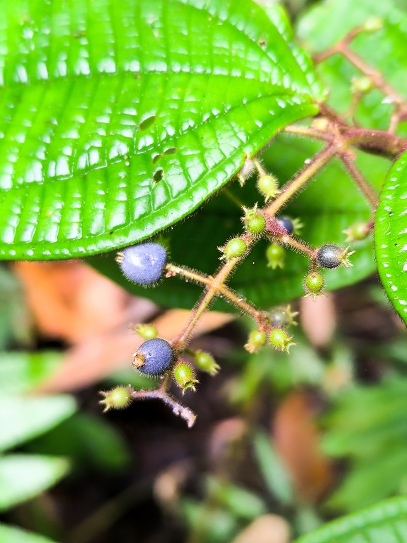 Miconia lasiopetala photo 3