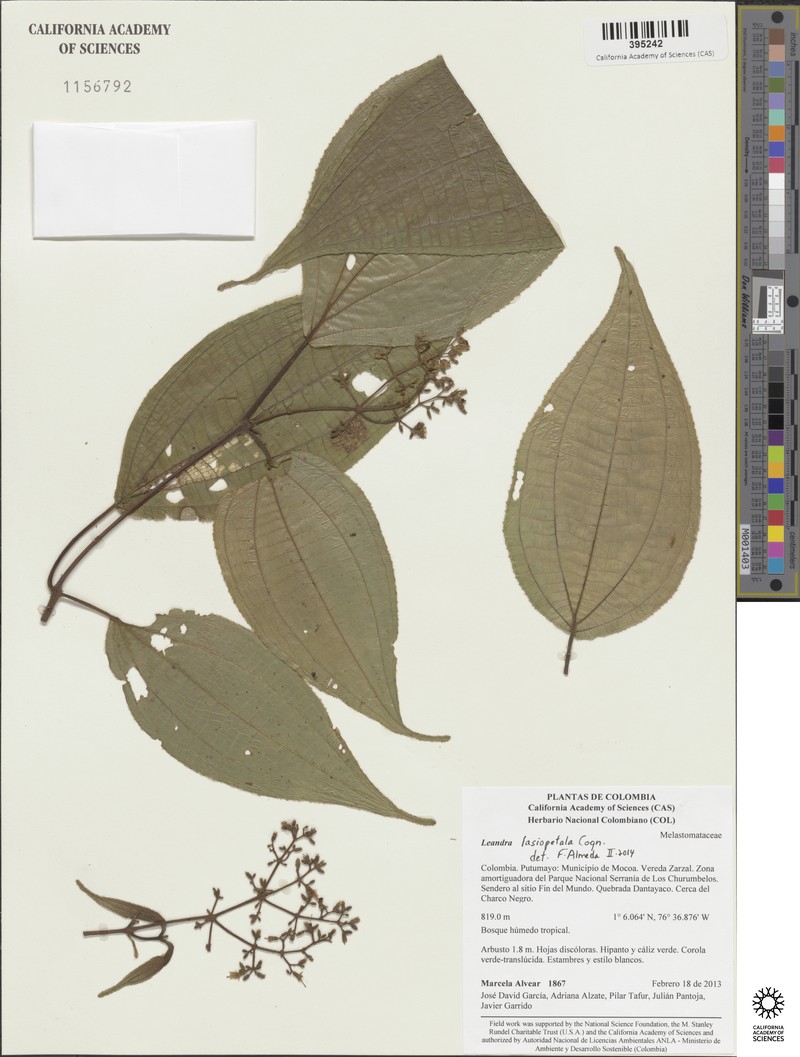 Miconia lasiopetala photo 4